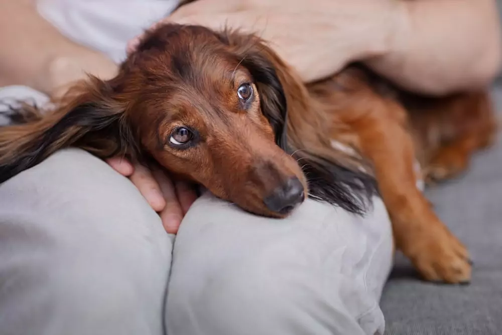 Sick dog lying on owner's knee
