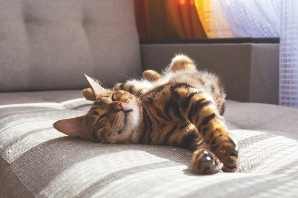 A tiger-striped cat stretches happily on a grey chair.
