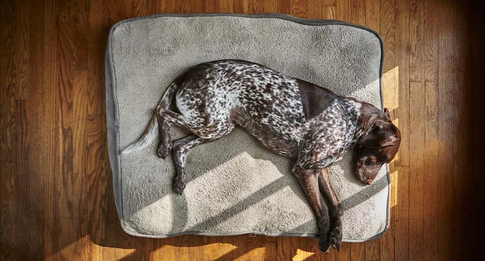 dog lying on bed