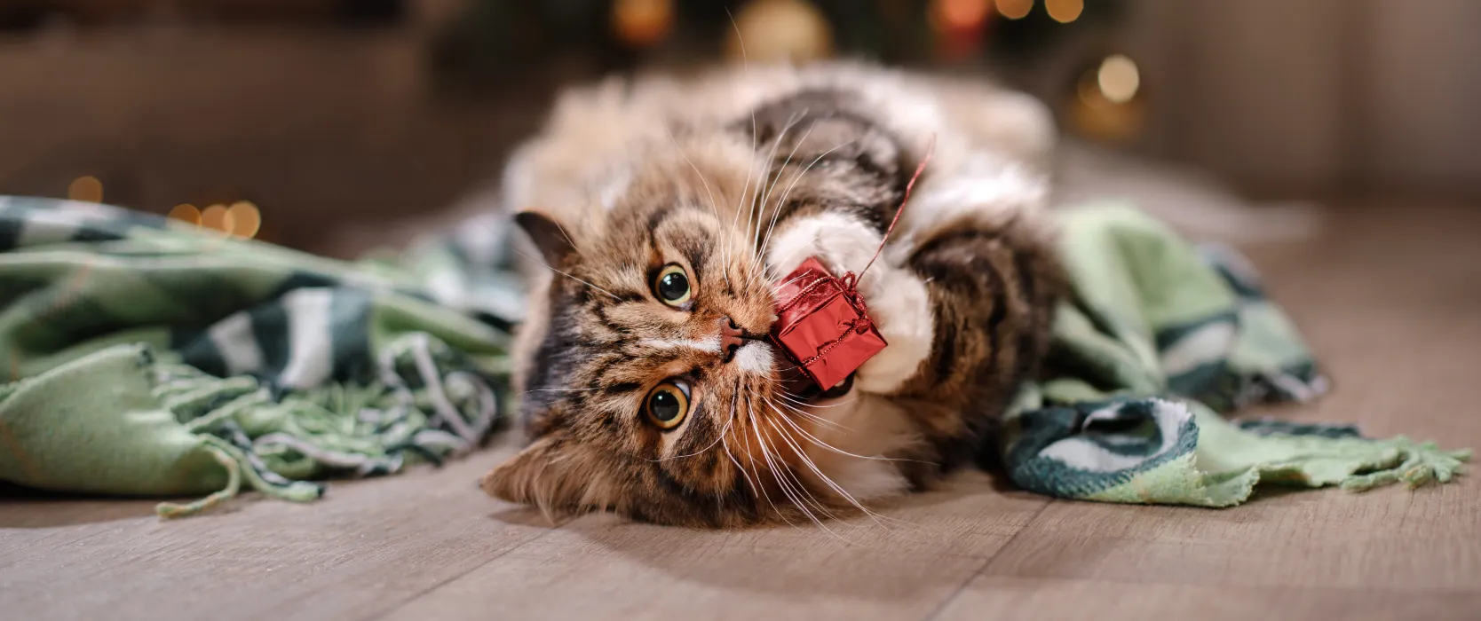 Holiday box inside a cat's mouth