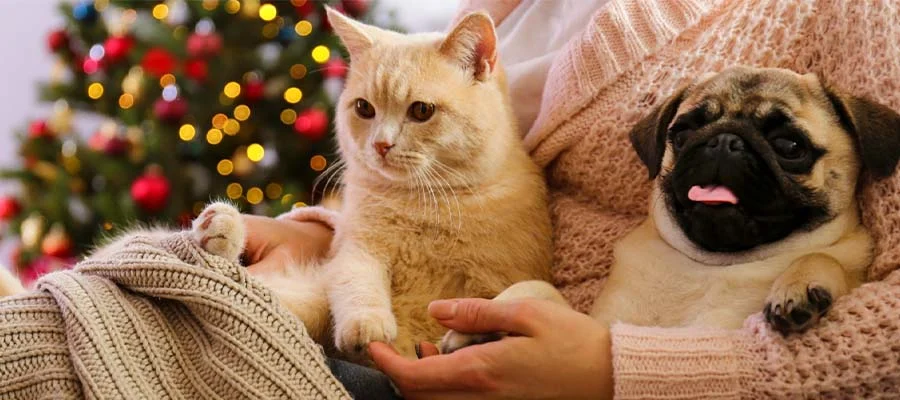 holiday gifts for cats and dogs