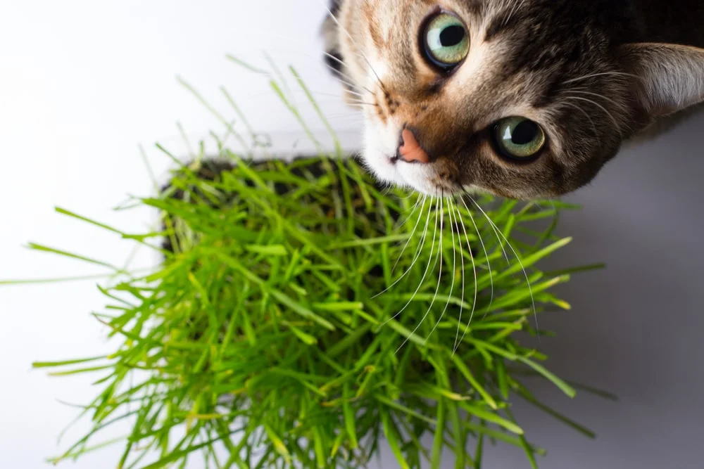A short-haired cat sits next to a grassy-looking plant.