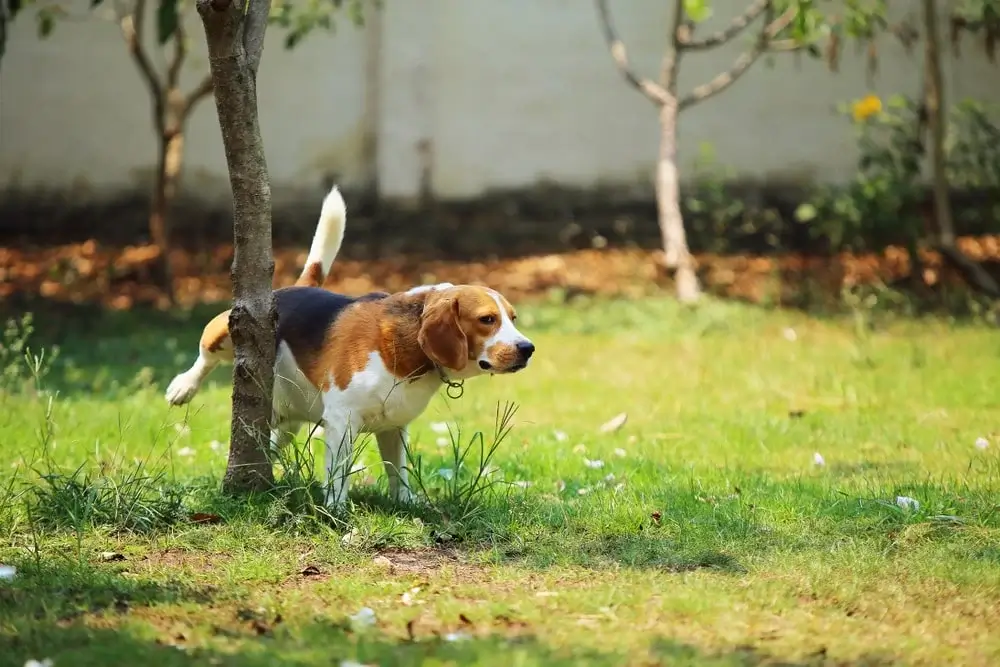 A beagle lifts their back leg to pee on a tree outside in the grass during daylight. 