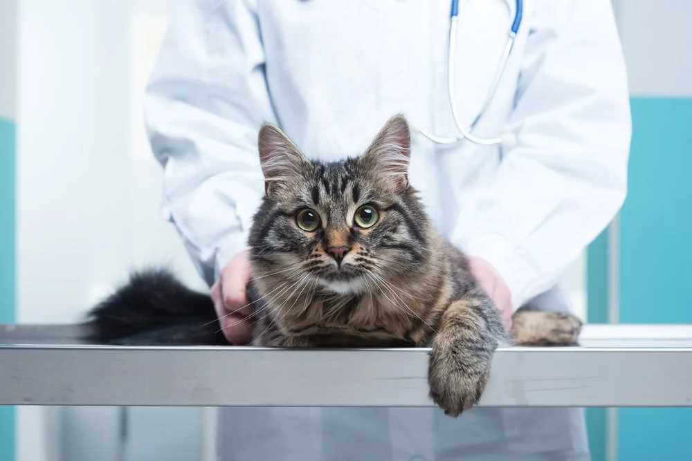 A close-up of a vet holding a cute cat.