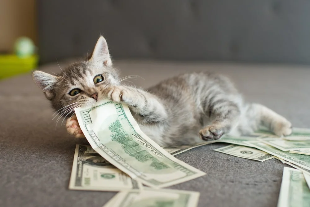 Cat lying down on a grey bed with money in its mouth