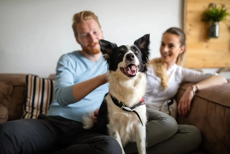 Two smiling pet parents sit on a couch with a happy border collie on their lap.