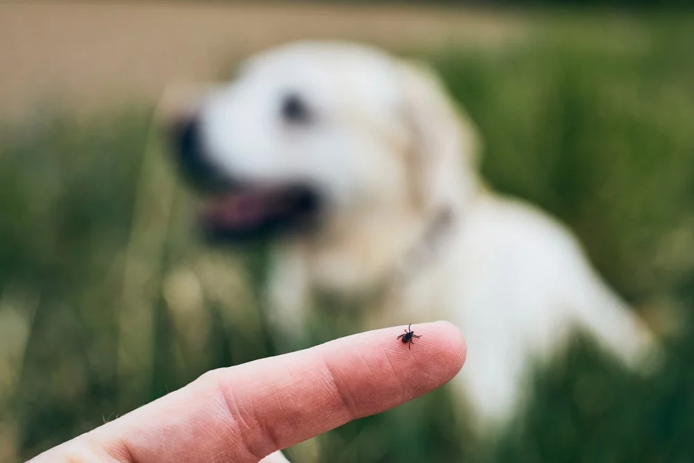 Examining a tick near a dog