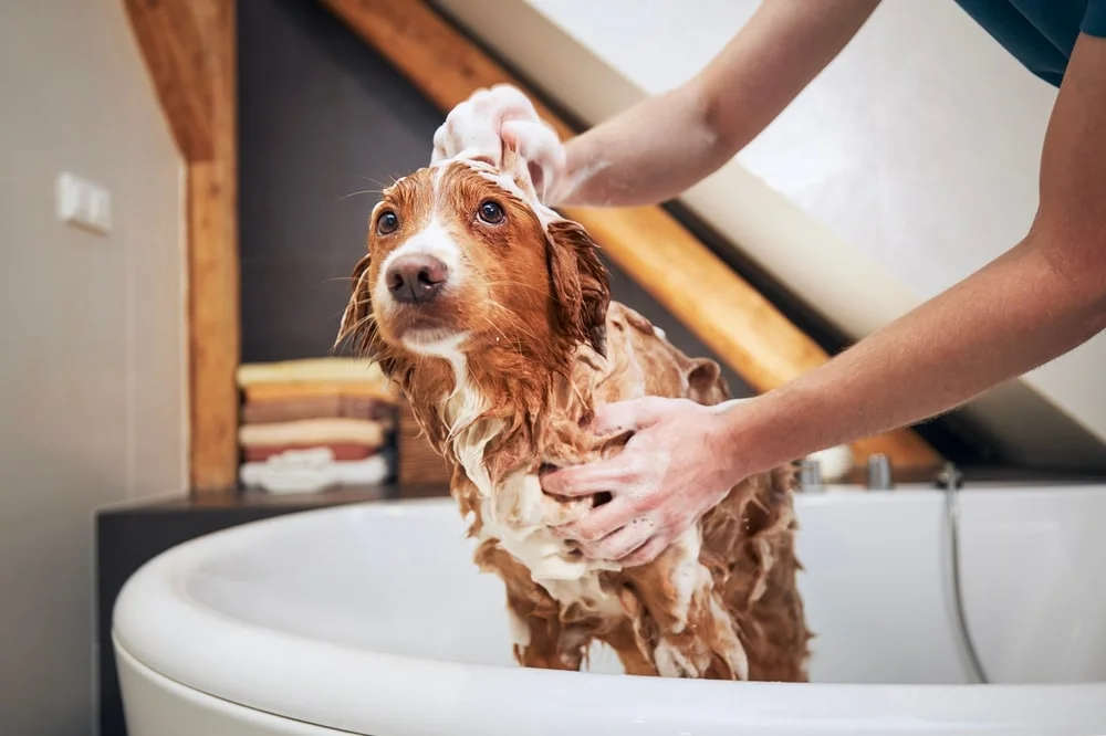 A brown and cream dog sits in a tub while a person soaps their fur.