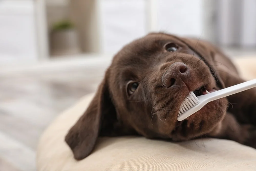 A chocolate lab pup with floppy ears chews on a white toothbrush.