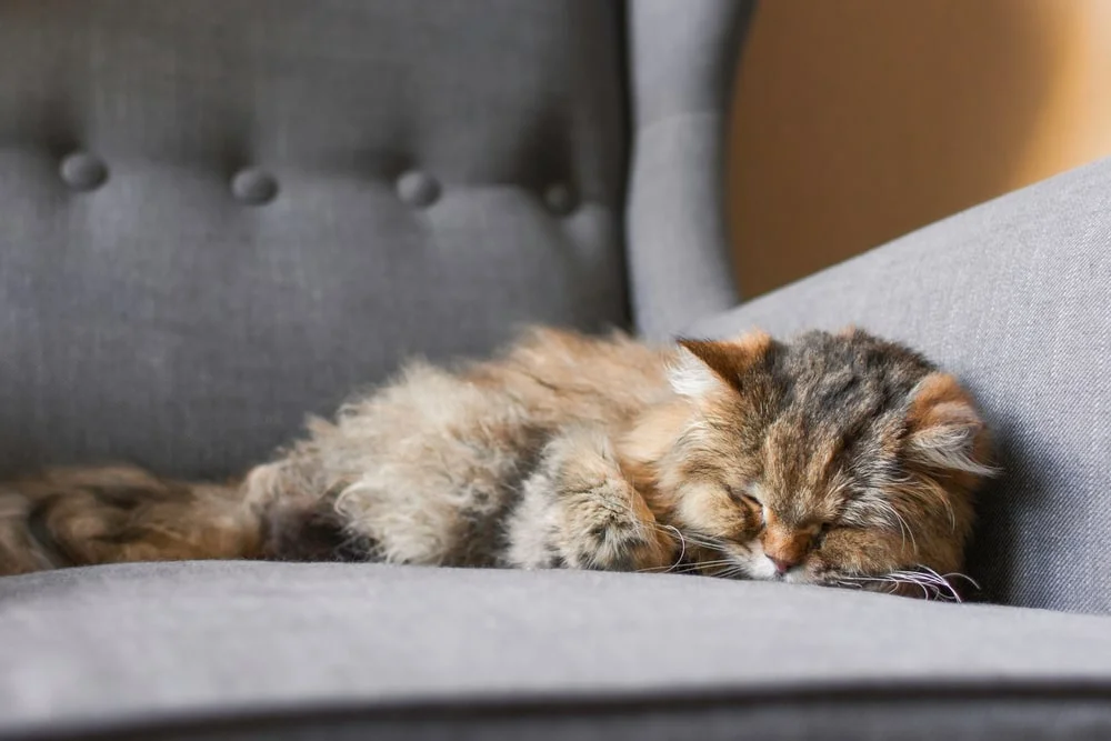 An older long-haired cat snoozes on a grey chair.