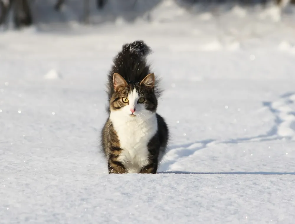 A black and white cat stands with their legs covered in tall snow outside during daylight. 