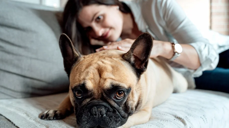 A person cuddles a sad-looking pug on a bed with grey bedding.