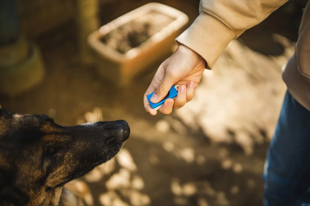 A person holds a dog clicker tool in front of a German shepherd's nose to train them outside. 