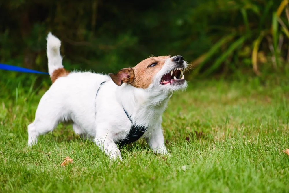 A wire-haired Jack Russell terrier displays aggression outdoors by barking and showing their teeth. 