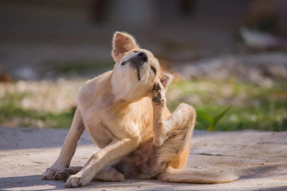 A young short-haired dog scratches their ear outdoors.