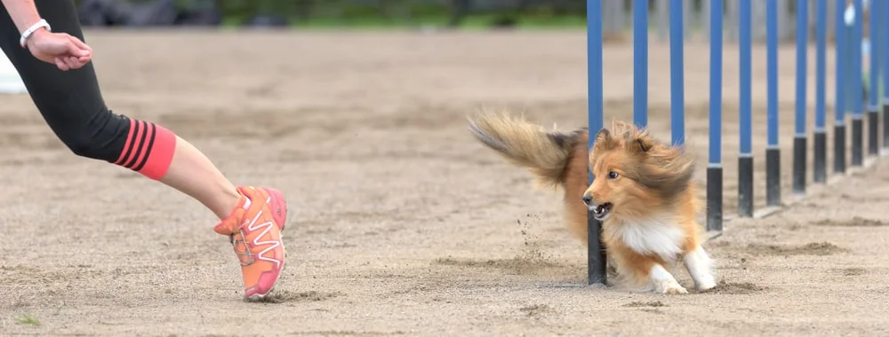 A long-haired collie runs through an agility course with their trainer. 