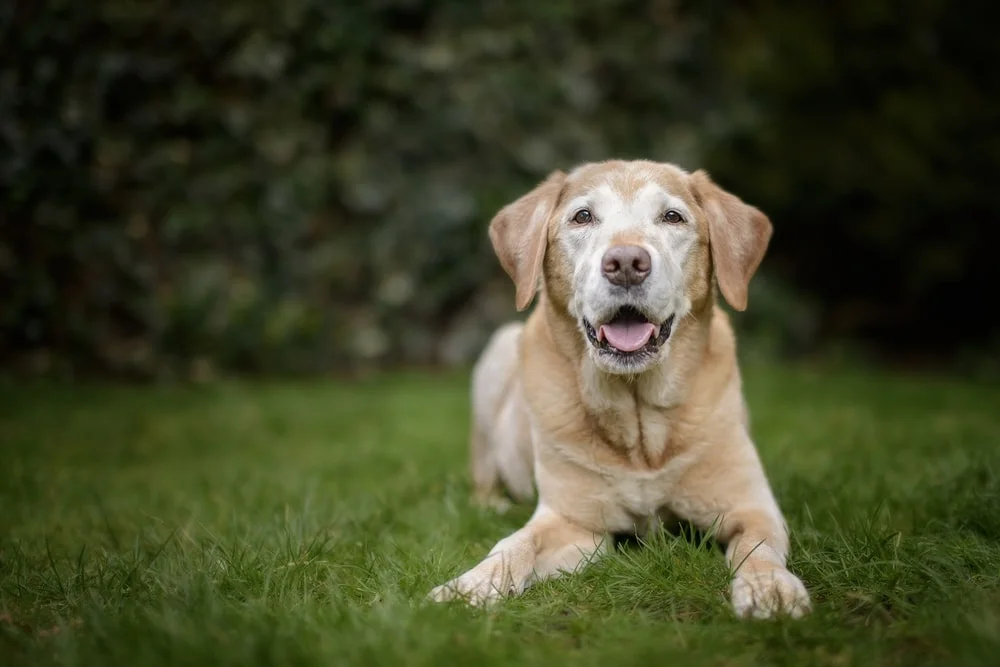 An older golden lab lies on a grassy lawn.