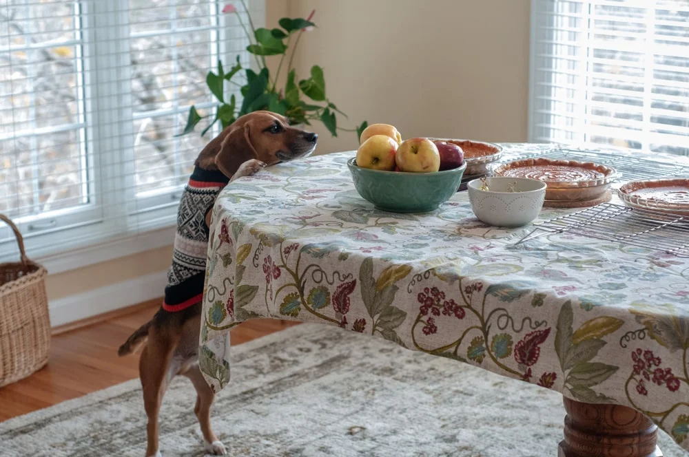 A brown-colored dog with floppy ears in a sweater stands peering over at food on a dining room table in a house. 
