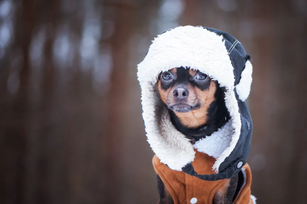 A small black and brown dog wears an oversized toque hat in a cold forest.