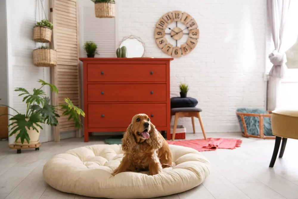 A golden retriever sits on a white cushion in a bright modern apartment.