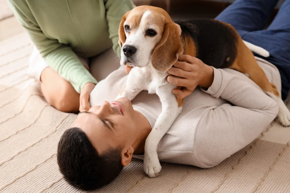 Man playing with a beagle