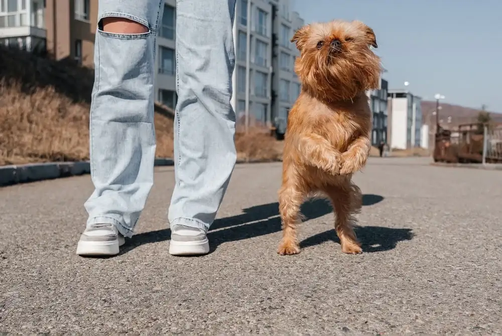 A Brussels griffon stands on their rear legs with its front paws together in the air next to their owner outside on the pavement.
