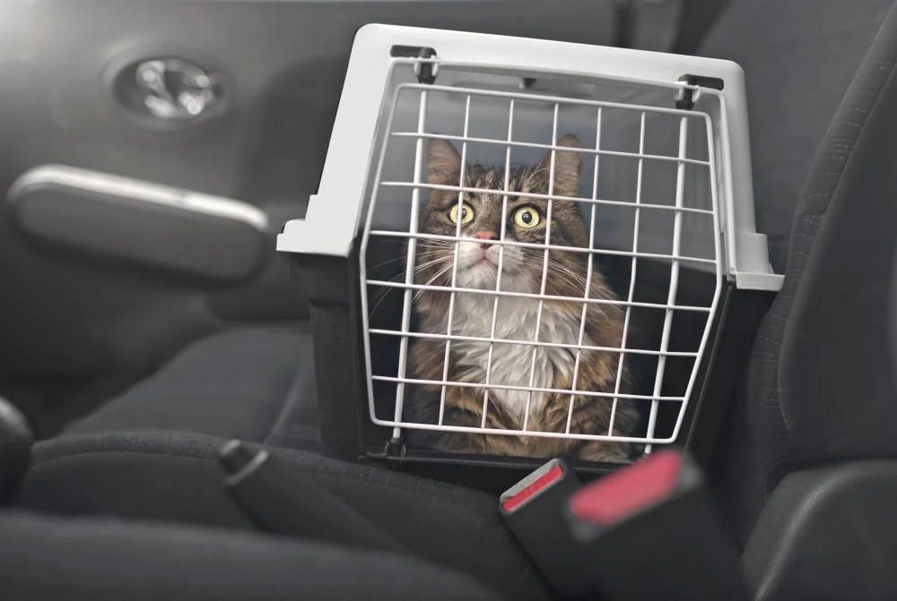 A longhaired tabby cat peers through the door of a carrier in a car.