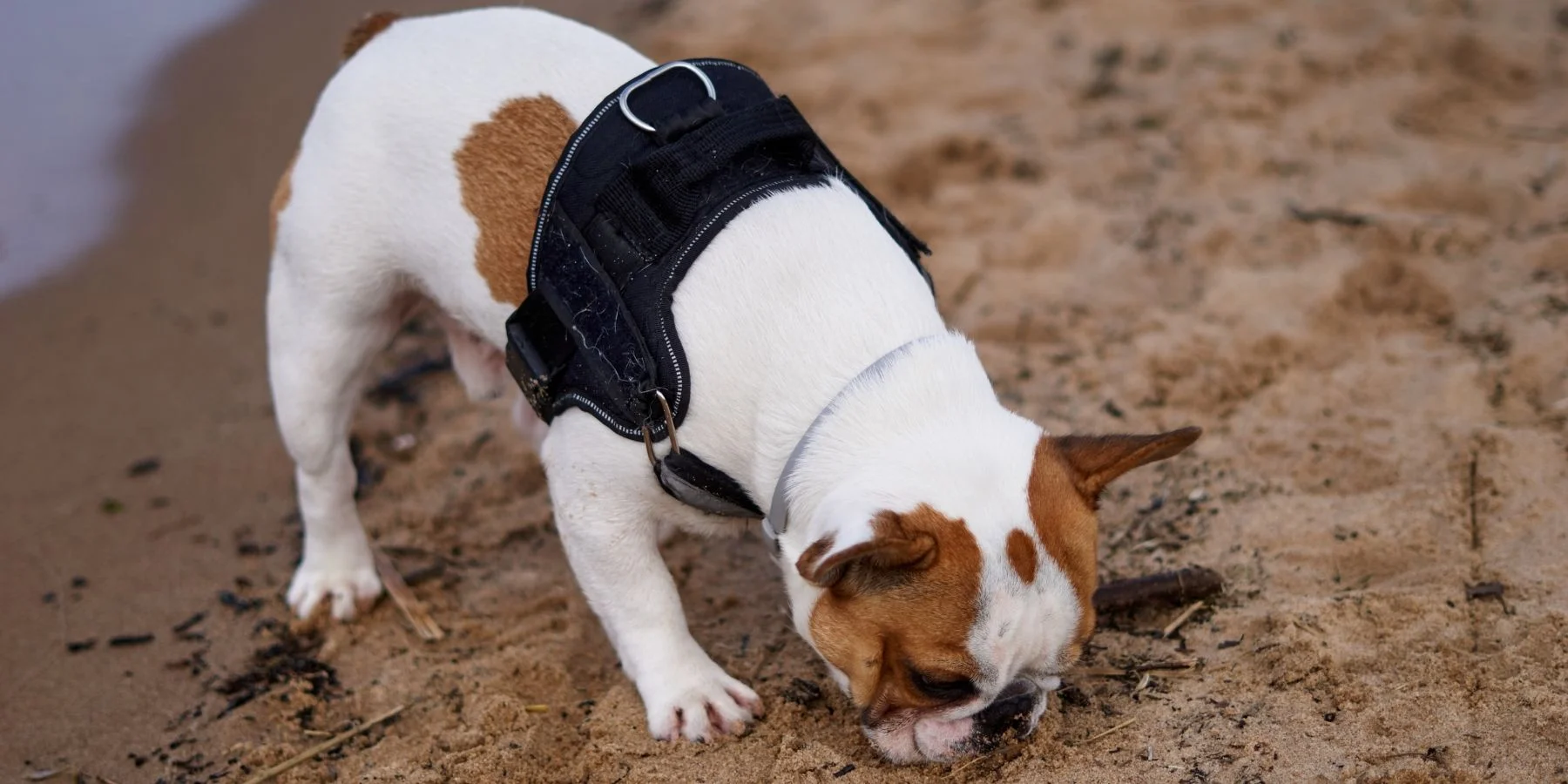 Boxer dog sniffing sand on the beach