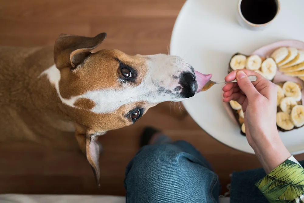 Having breakfast with pets at home. Funny dog licks peanut butter from spoon, indoor lifestyle, morning meals and coffee