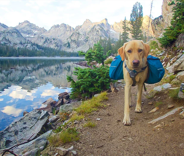 Dog on a hike
