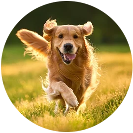 dog running through a field
