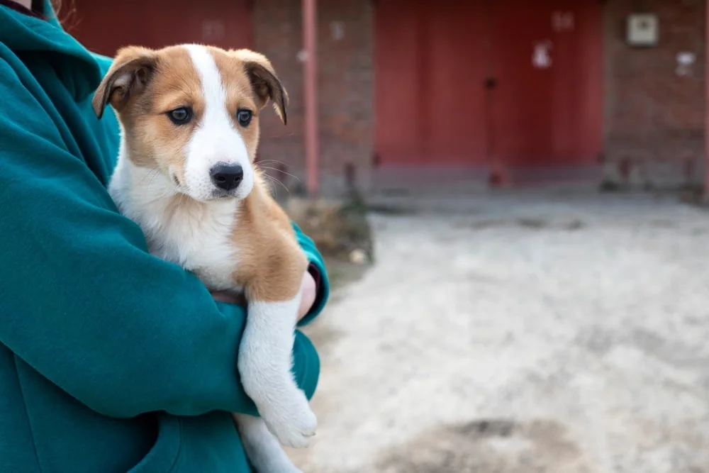 A white and tan-colored puppy with floppy ears is being held by a person outside a building. 