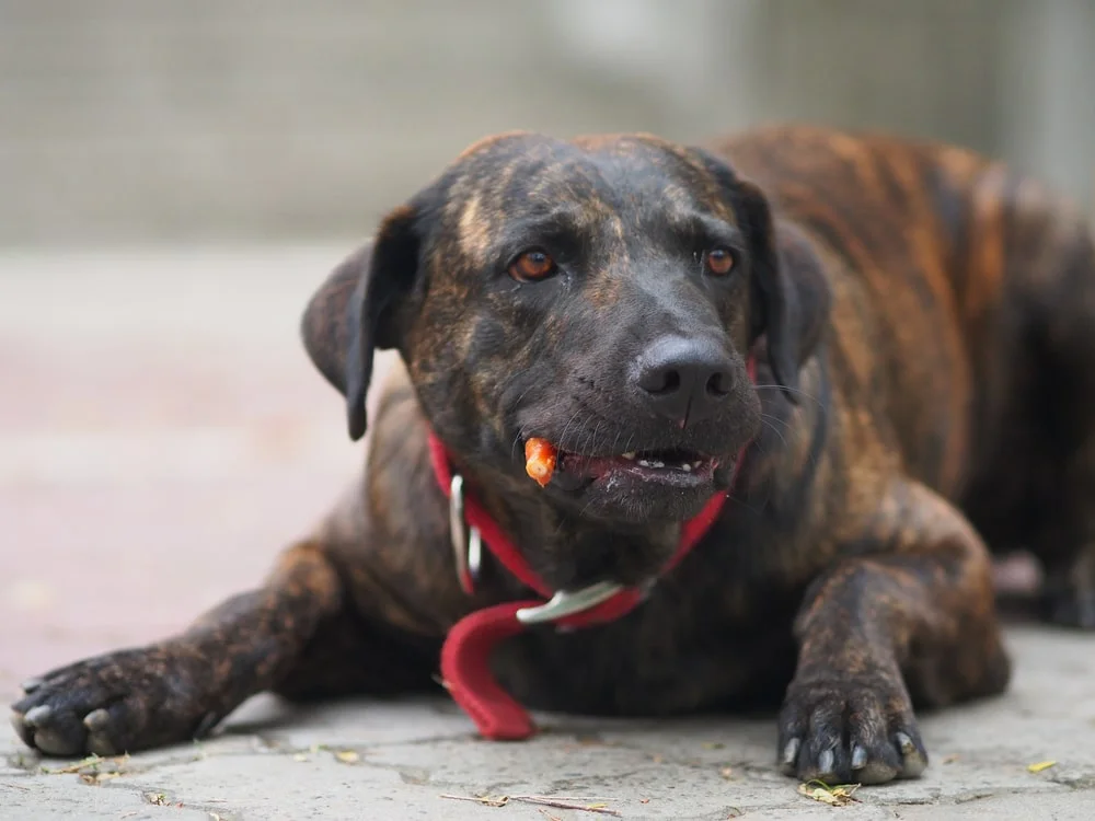 A large dog with brindle fur lays down while chewing on a treat.