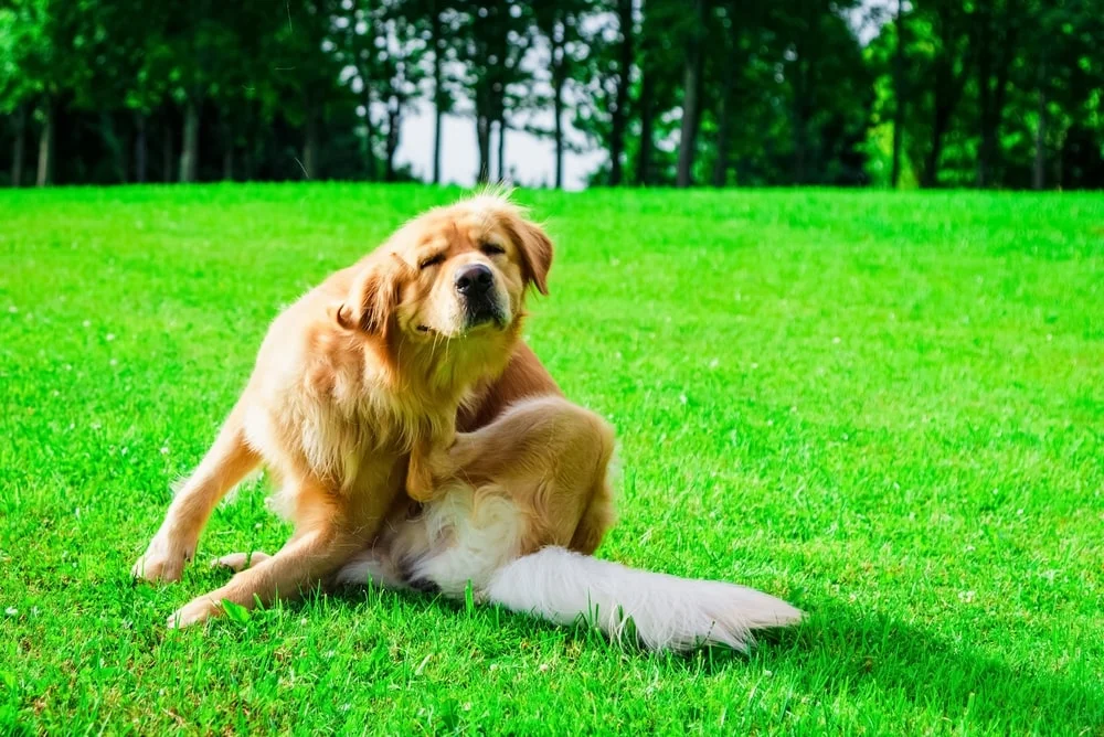 Dog scratching itself in a field