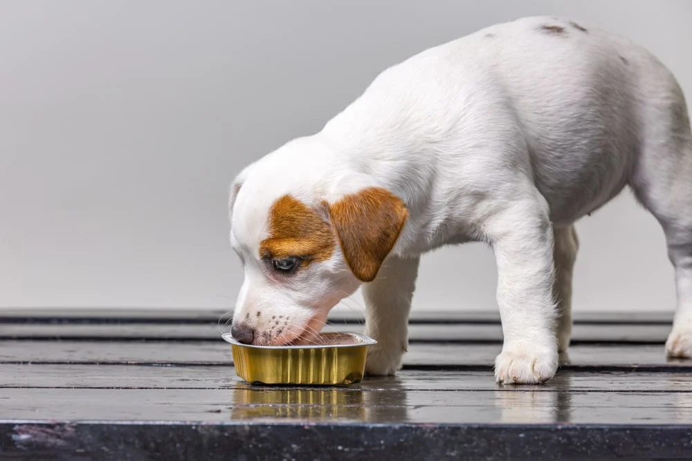 A white and brown puppy eats food from a dish.