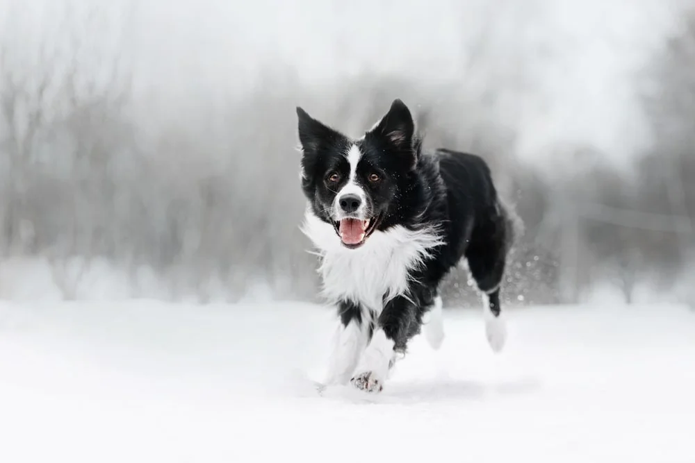 A black and white dog runs through a stark snowy landscape.