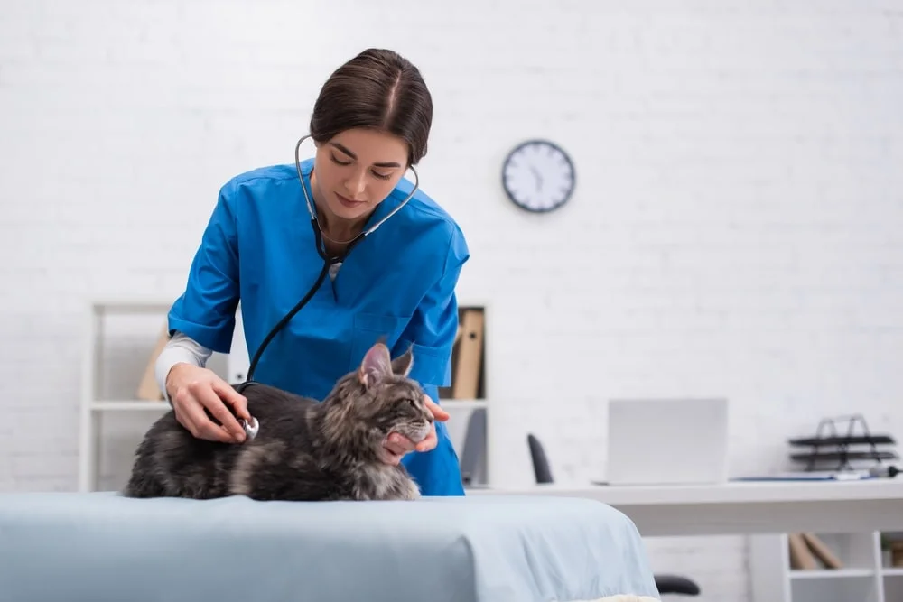 Black and grey cat being examined by a veterinarian 