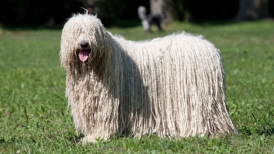 A light-colored Komondor dog stands in a grassy field.