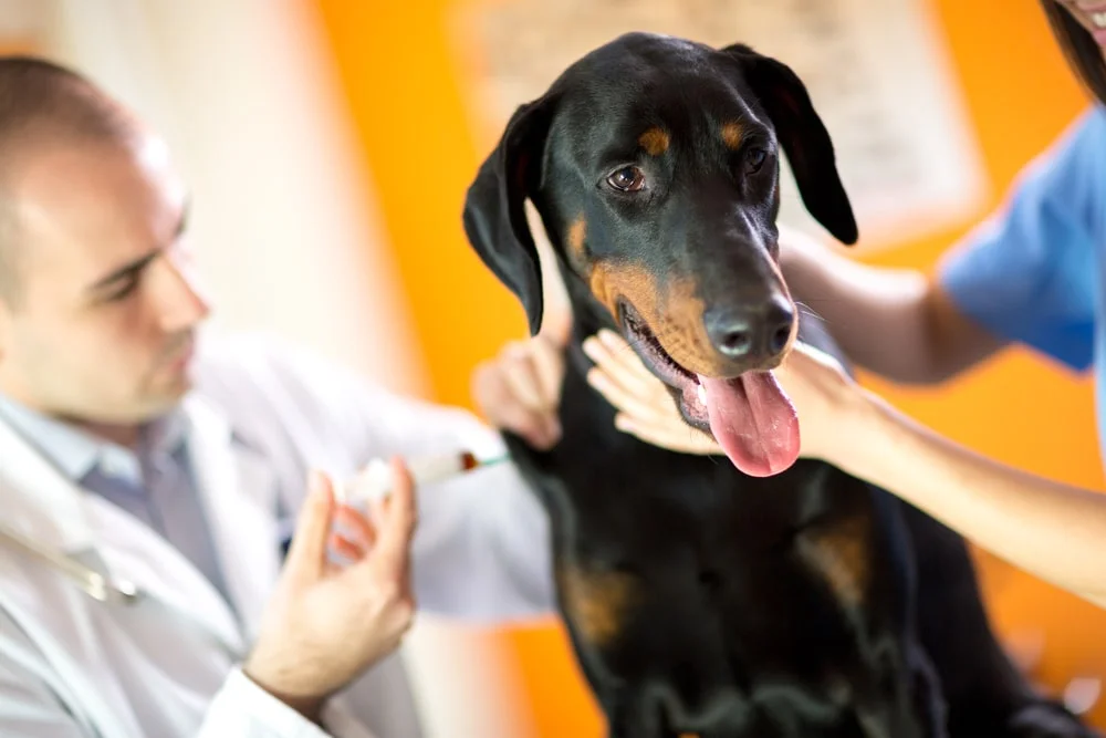 Black and brown dog receives an injection by a vet in a clinic