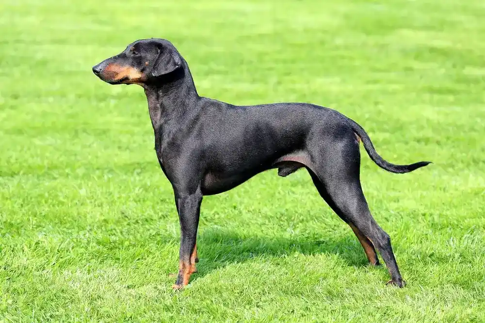 A Manchester terrier stands alert in the grass.