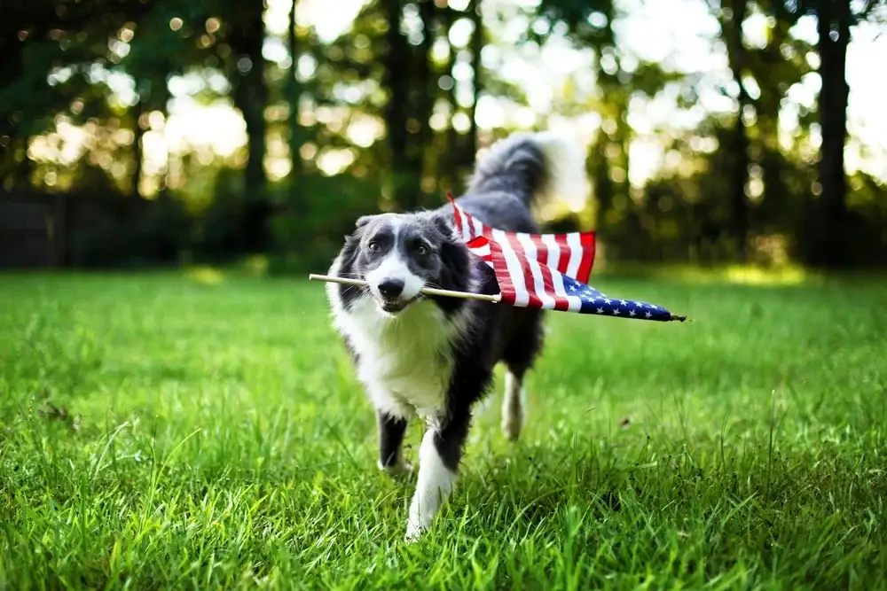 A black and white-haired border collie with an American flag in their mouth runs through a field of grass outdoors in daylight. 