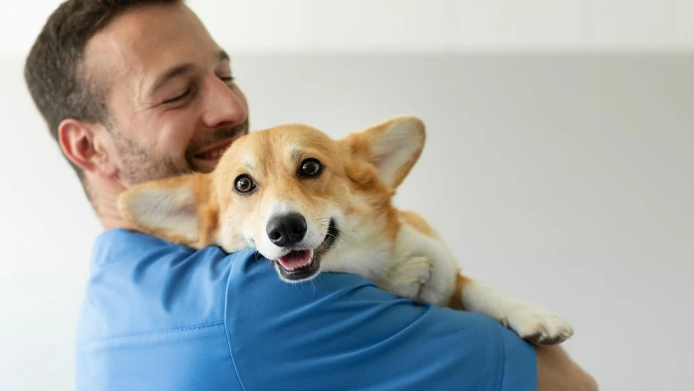 A man holds his Welsh corgi in his arms. 