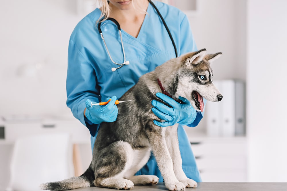 vet  implanting a microchip into a dog