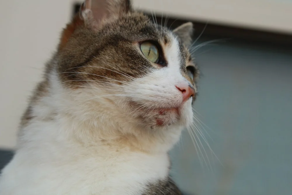 A cat with acne on the chin.