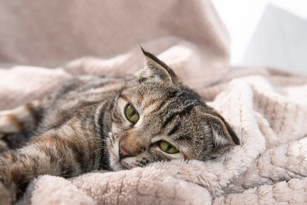 gray cat lying down on the bed