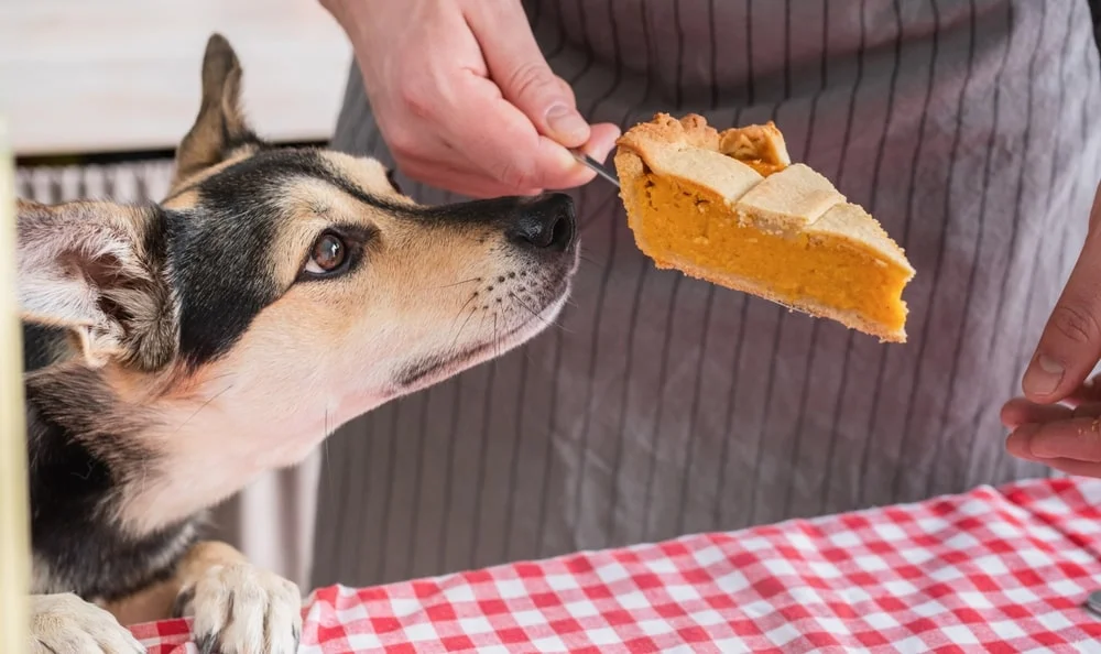 Dog sniffing a slice of pumpkin pie