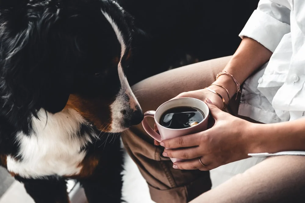 Dog looking at a coffee cup