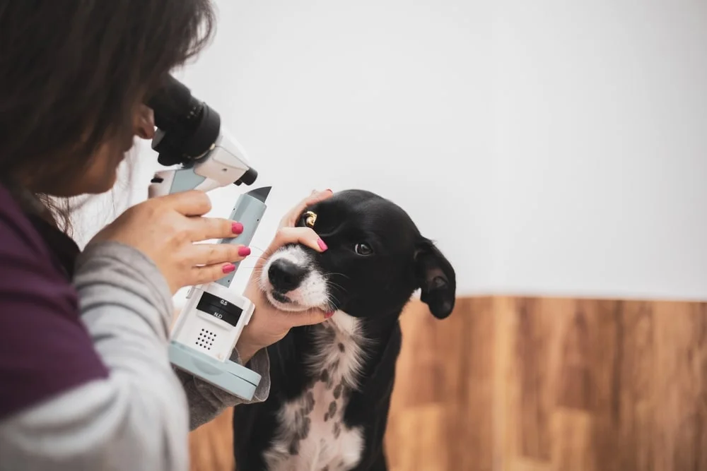 A veterinary ophthalmologist performs a medical procedure, examining a dog's eyes with a  lamp.