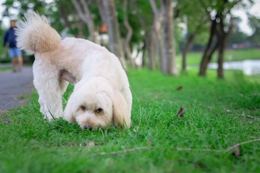 White poodle dog eating grass