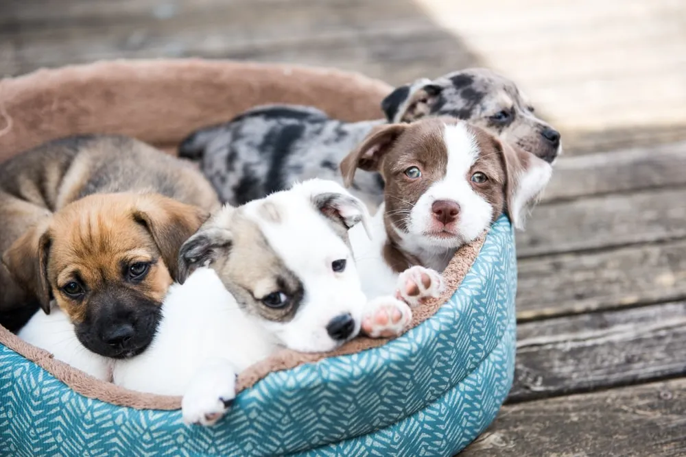 A bundle of four young puppies lay on each other in a small dog bed on wooded flooring. 